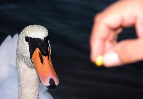 The swan hesitated for a long time and in the end did not dare.