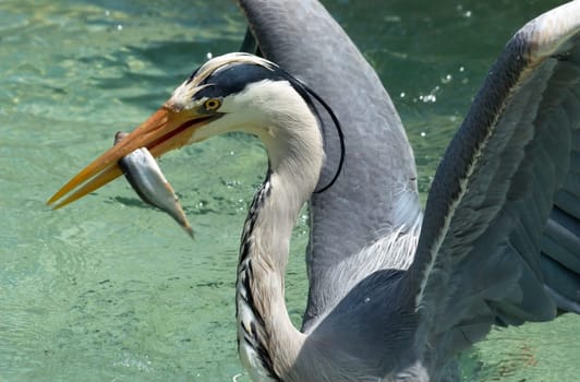 This free-roaming grey heron has probably found a convenient way to get fish,it simply steals the fish from the tank of the humbold penguins that were thrown in shortly before during feeding.