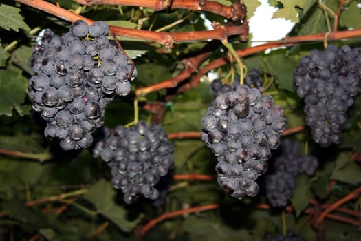 kuz before the grape harvest