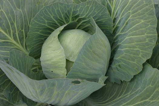White cabbage