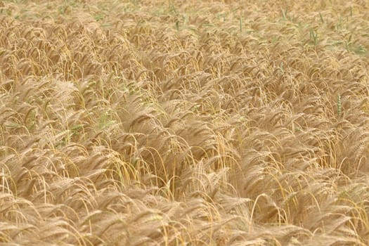 Grain field