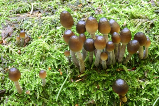 Even more mushrooms