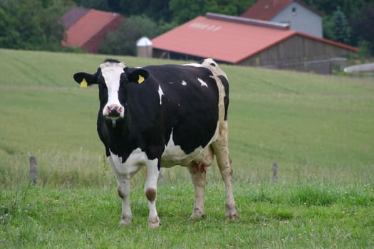 Dairy cow