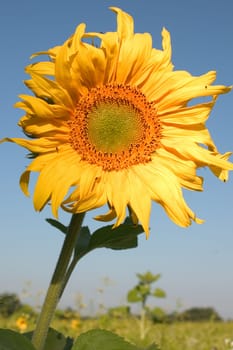 Sunflower 04