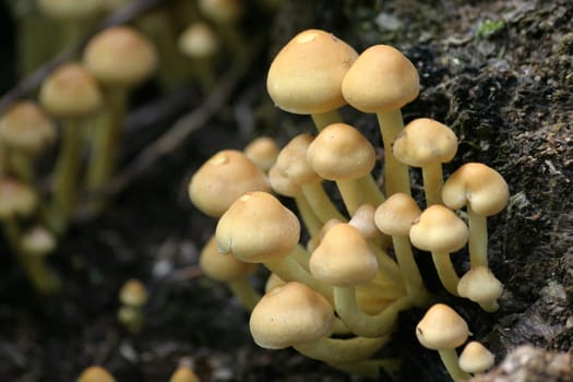 Small mushrooms