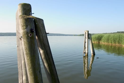 Dolphins in the lake