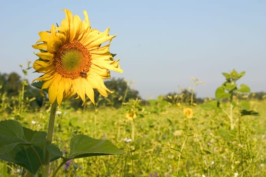 Sunflower in the field