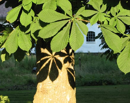 Caught in passing,on the small island of Avernakoe,in the Danish South Pacific. The Tree of the Year 2005