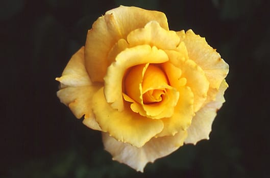 yellow rose