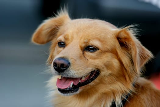 Binki,the Spaniard. Was "rescued"" by acquaintances from an aid organization from Mallorca. Now he is having a good time and is really stupid and extremely grateful!"