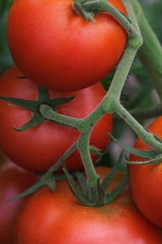 Organic tomatoes
