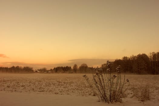Winter Morning