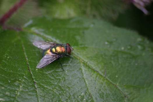 Blowfly