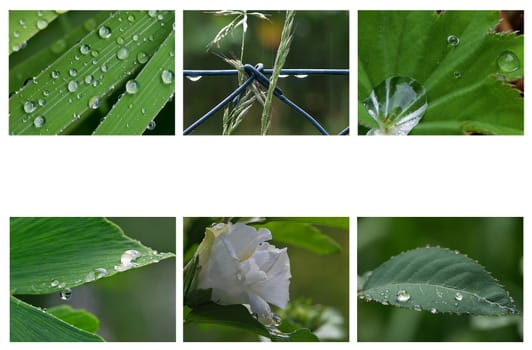 Collage