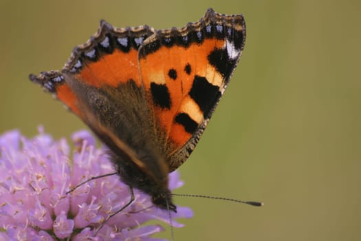 Small tortoiseshell