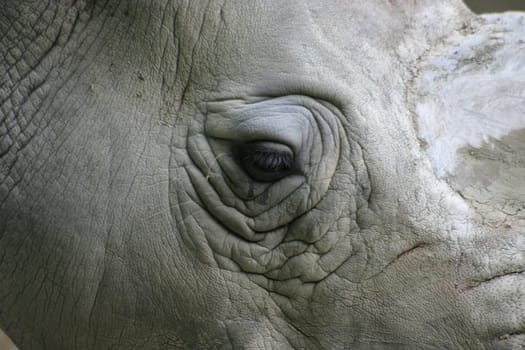 Rhinoceros