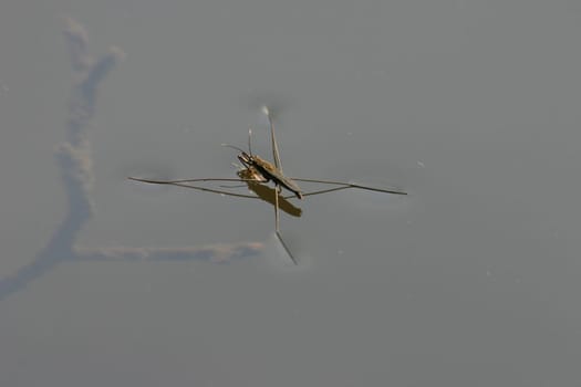 Water strider