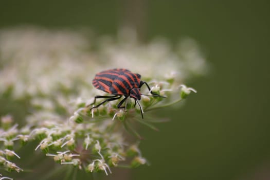 Striped bug