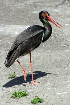 Black stork