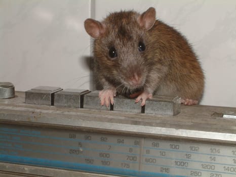Small Rats Series. Nanny