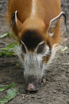 Brush-eared pig