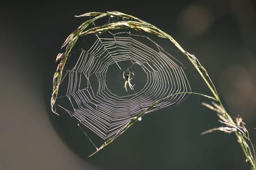 Cobweb