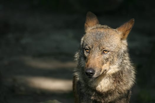 Iberian wolf