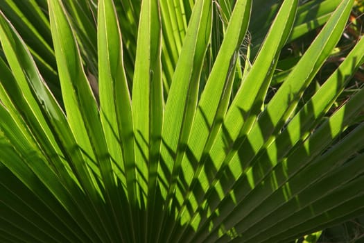 palm frond