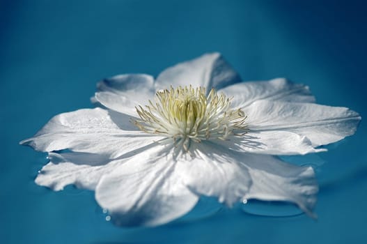 Water Flower