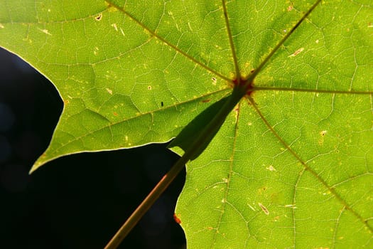 maple leaf