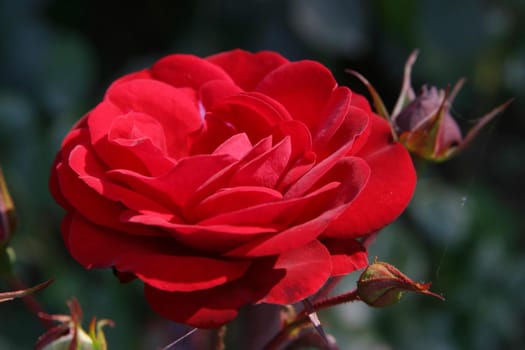 roseate