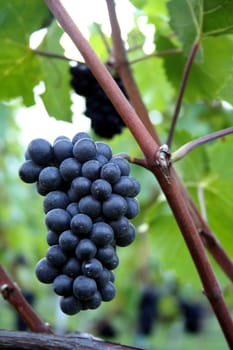 shortly before the grape harvest II