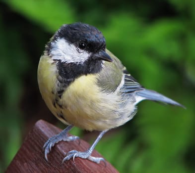 Female great (Parus major) - sitting on a park bench that was keen on my bun...