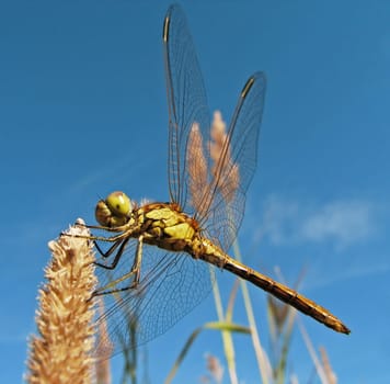 Common Heather (Sympetrum vulgatum)