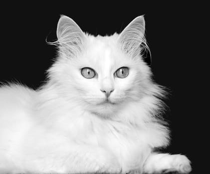 The Cat