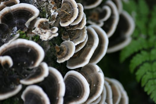 Tree fungi