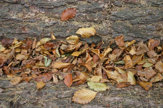 Autumn foliage
