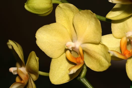 Orchid II