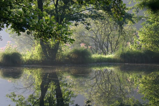 Pond in the morning