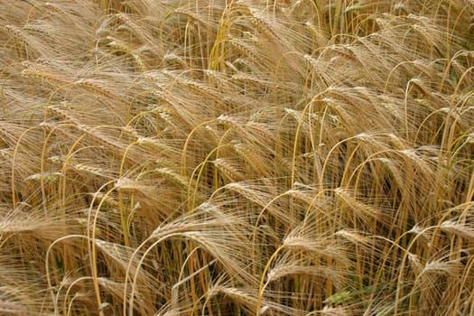 Ripe barley