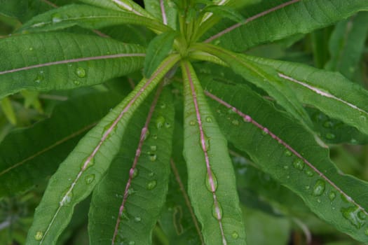 After the rain