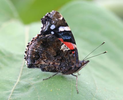 The same butterfly in a different position