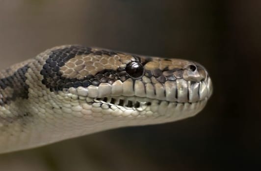 also called carpet python. I hope I remembered that correctly. I'm not quite sure. Snake connoisseurs may correct me. Does anyone happen to know why she has these gaps on her jaw? +++ Nikon D70  90 mm+2x converter  F 5.6 (ef