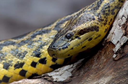 the yellow anaconda is a skilled hunter. Taken at Luisenpark in Mannheim +++ Nikon D70  90 mm + 2-way converter  F 5.6 (eff.)  1/80 sec  ISO 800  Monopod