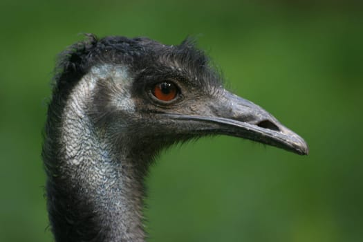 Portrait of ratites
