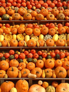 Pumpkins III