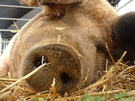 Lazy sow