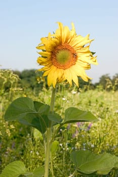 Sunflower 02