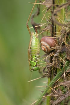 Warty biter