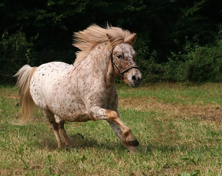 At the 2nd breed show of the ECHA-ESV (europ. Scheckenzuchtverband) the stallions were let free to run free in order to have a selection for the pre-licensing. This little devil had a lot of fun with it and didn't even think about getting caught. He